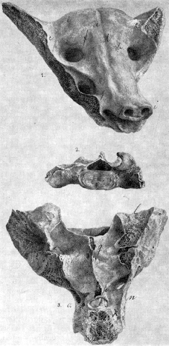 Lithograph of the sacrum as illustrated by Mariano Bárcena, published in Anales del Musei Nacional, volume 2 (1882)
