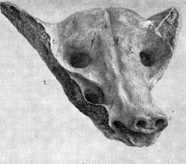 Camelid sacrum in the shape of a canine