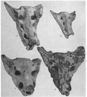 Illustration from: Luis Aveleyra Arroyo de Anda, “The Pleistocene Carved Bone from Tequixquiac, Mexico: A Reappraisal,” American Antiquity, vol. 30, (January 1965), pp. 269.