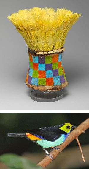 Top: Chimú feathered crown, 14th–15th century, Peru, paradise tanager and macaw featers, cotton, skin, cane, copper, 26 cm high (The Metropolitan Museum of Art) Bottom: Paradise tanager (photo: DickDaniels, CC BY-SA 4.0)