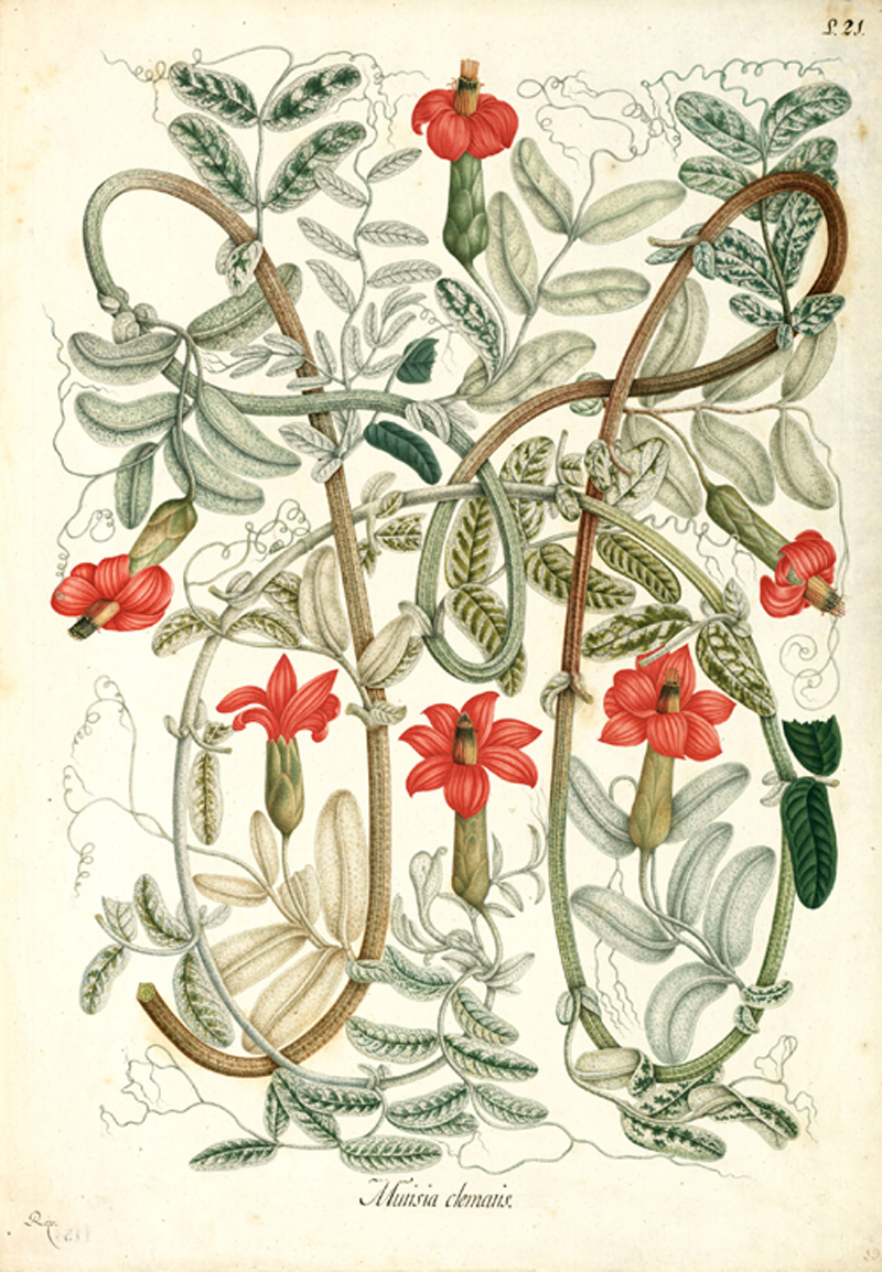 Salvador Rizo, Mutisia Clematis, watercolor from José Celestino Mutis y Bossio, Flora de la Real Expedición Botanica del Nueva Reyno de Granada