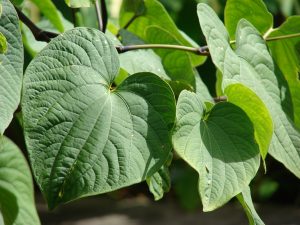 Leaves of the Kava plant (photo: Forest & Kim Starr, CC BY 3.0)