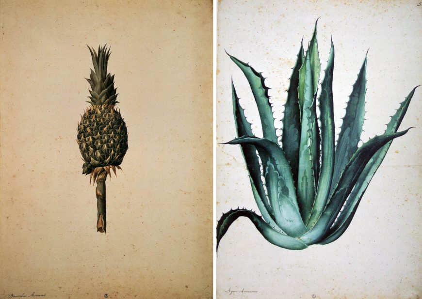 Jacopo Ligozzi, Pineapple (Bromelia ananas)and Agave americana, c. 1570