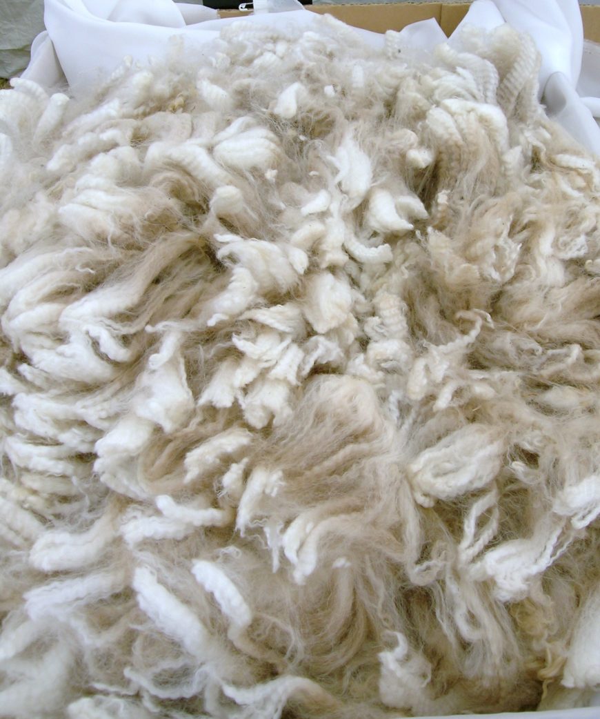 Alpaca wool (photo: Cgoodwin, CC BY-SA 3.0)