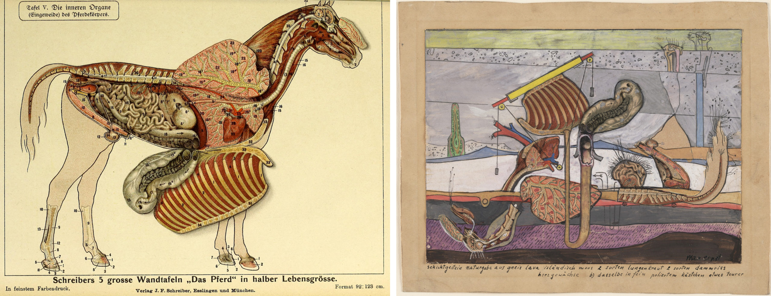 Left: Illustration of the inner organs of a horse, from Bibliotheca Paedagogica (Cologne: Ständige Lehrmittel-Ausstellung, 1914); Right: Max Ernst, Stratified Rocks ..., 1920, gouache and pencil on printed paper on card stock, 19.1 x 24.1 cm (MoMA)