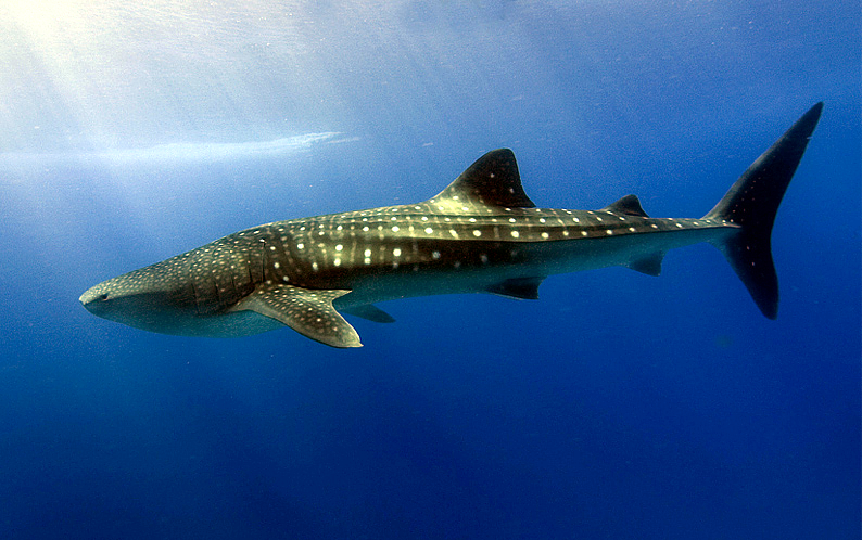 Profile view of a whale shark (photo: Shiyam ElkCloner, CC BY-SA 3.0)