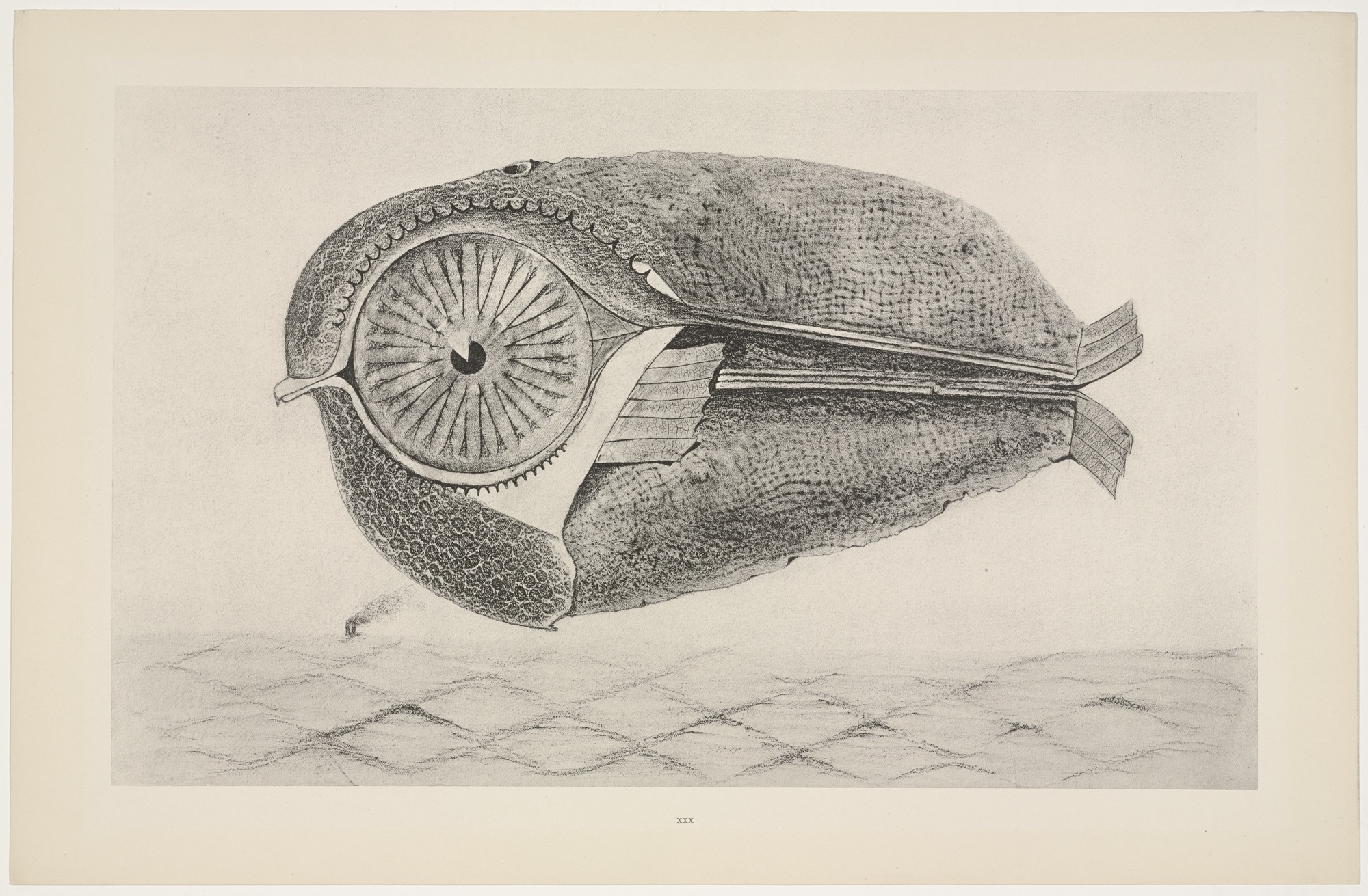Max Ernst,The Fugitive from Natural History, published 1926 (MoMA)