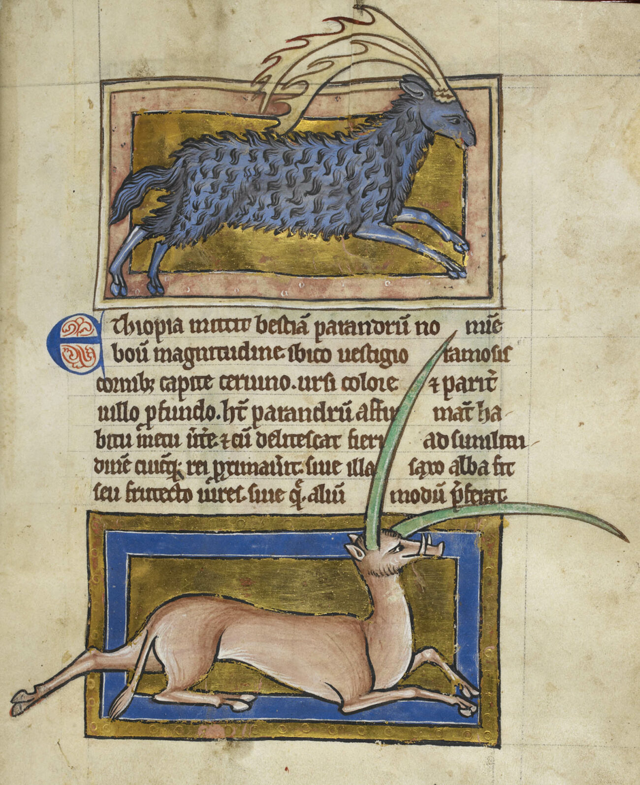 Parandrus in a bestiary, about 1200–1210, unknown illuminator, made in England, parchment, 8 11/16 × 6 5/16 inches (The British Library, image: Granger)