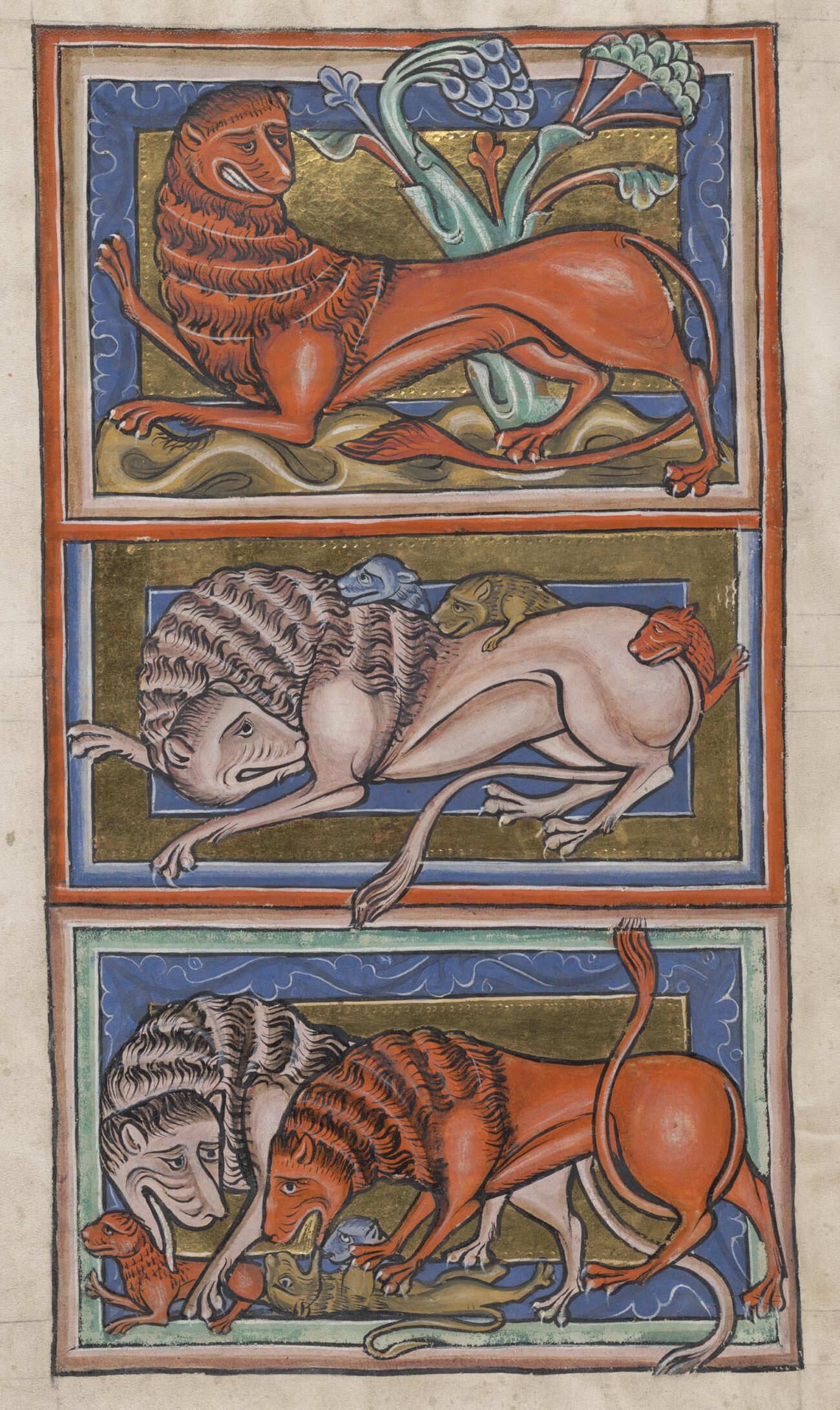 Lion (detail) in a bestiary, about 1225–50, unknown illuminator, made in England, parchment, 11 5/8 × 7 1/2 inches (The Bodleian Libraries, University of Oxford, Ms. Bodl. 764, fol. 2v)