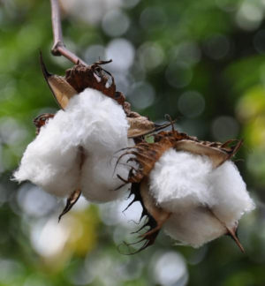 Peruvian cotton (Gossypium barbadense), photo: Joe Lazarus (CC BY-NC-ND 2.0) 