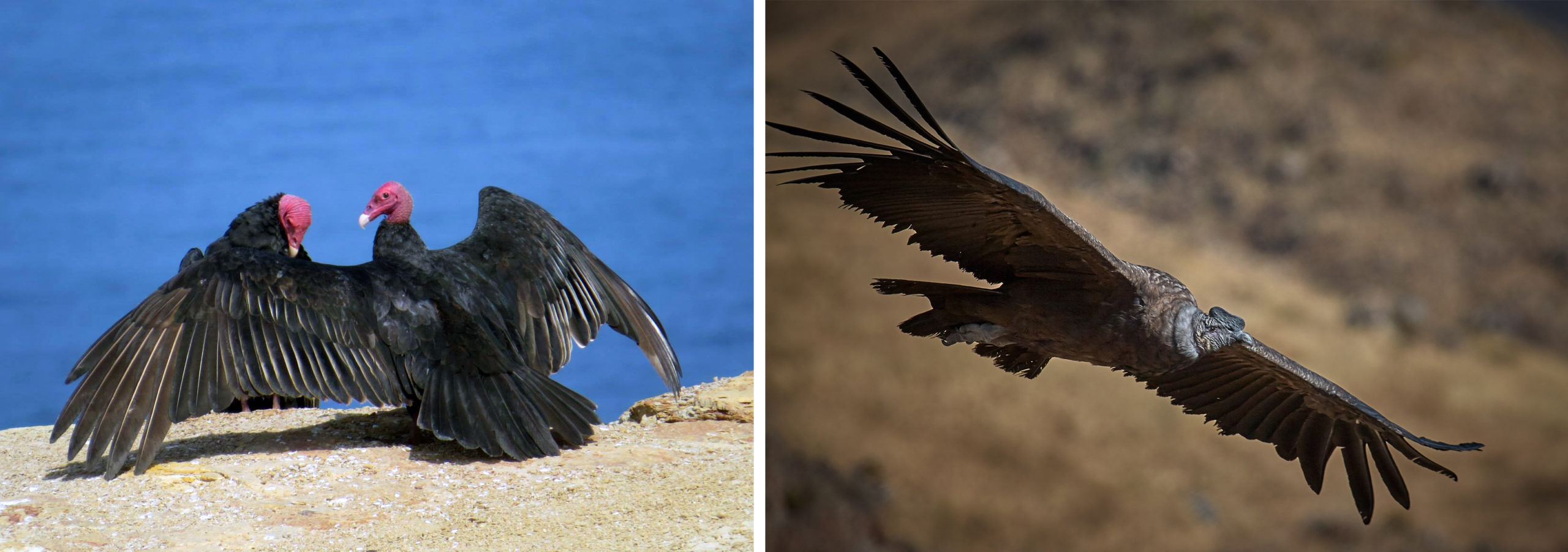 Left: Turkey vultures, Paracas Reserve, Peru (photo: Dr. Mary Brown, CC BY-NC-SA 2.0); Right: Andean condor, Arequipa, Peru (photo: Pedro Szekely, CC BY-SA 2.0) 