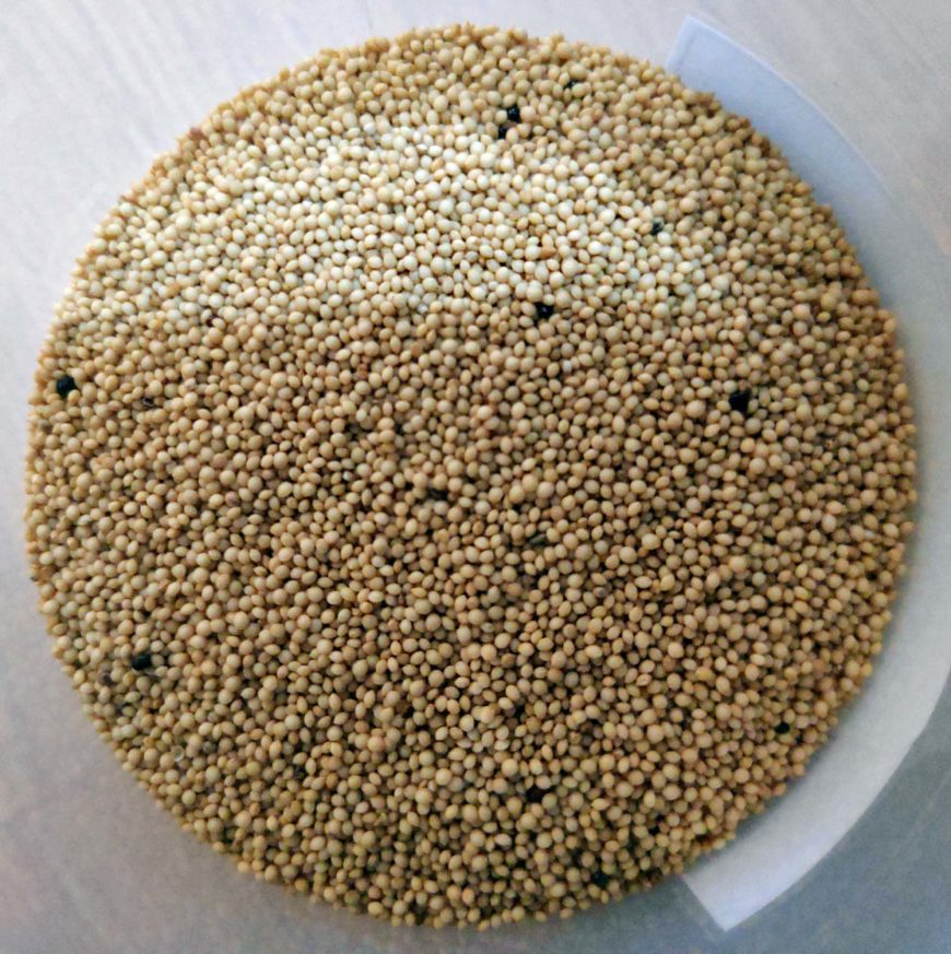 Amaranth grain (photo: Gaurav Dhwaj Khadka, CC BY 4.0)