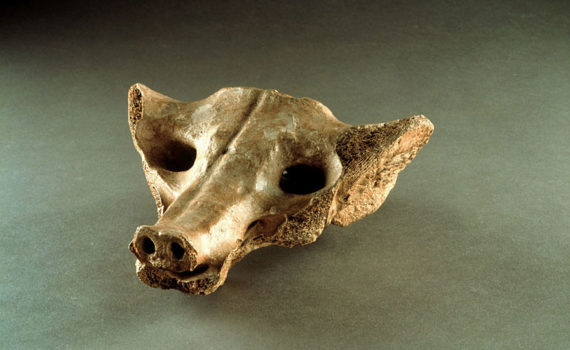 3. Camelid sacrum in the shape of a canine