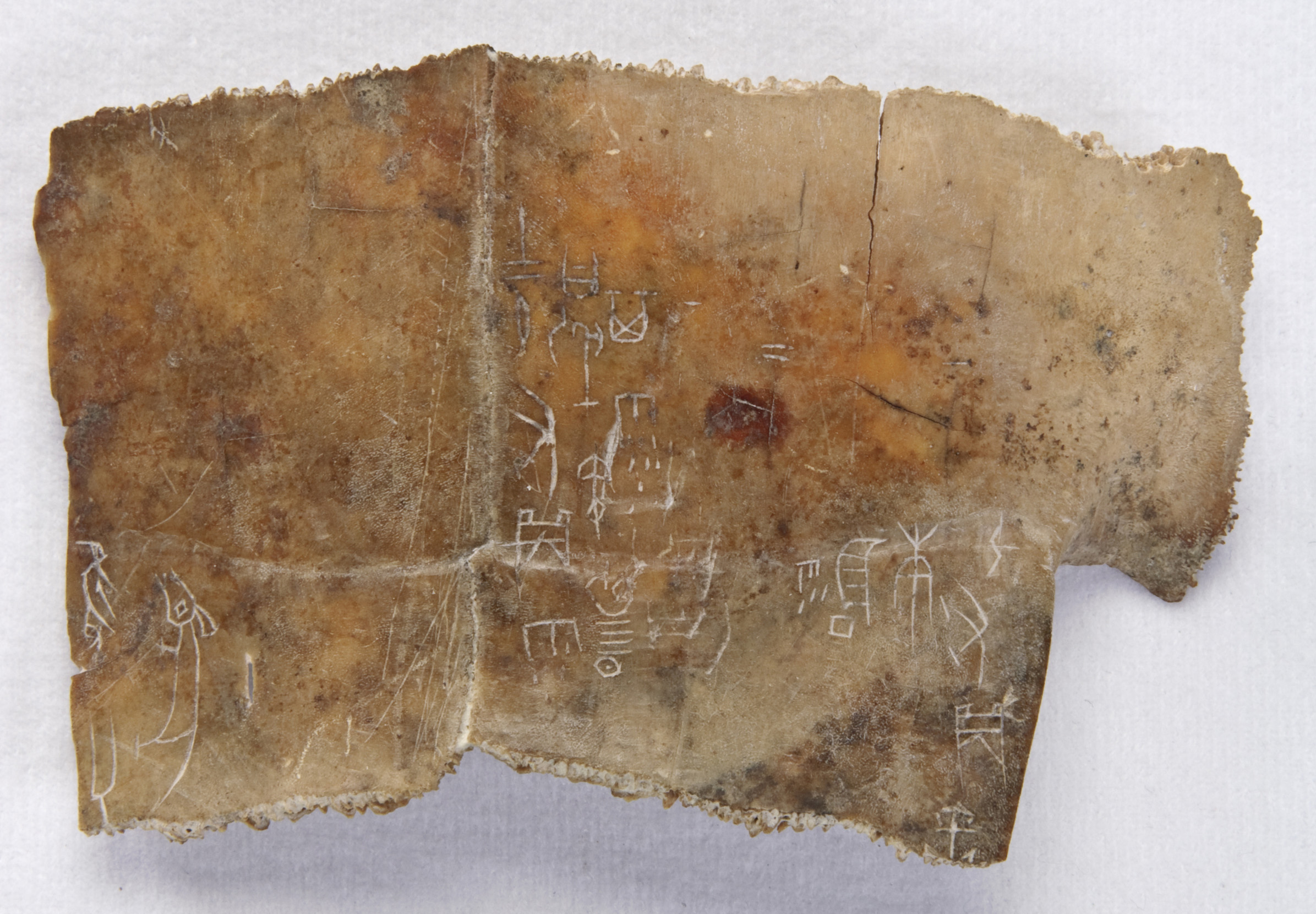 Inscribed tortoise carapace (“oracle bone”)