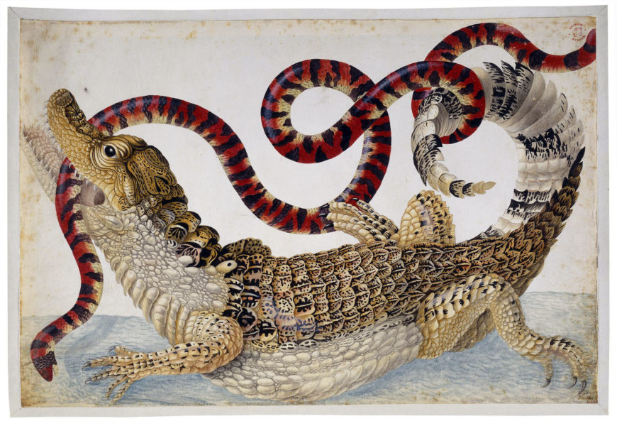 Maria Sibylla Merian, A Surinam caiman fighting a South American false coral snake, c. 1699-1705, drawing, Surinam or Amsterdam, 30.6.x 45.4 cm (© The Trustees of the British Museum