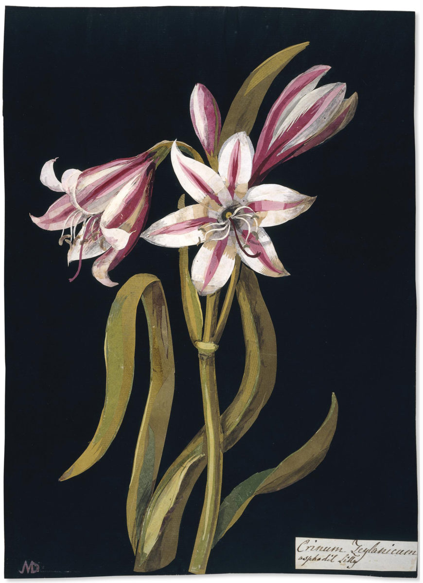 Mary Delany, Crinum Zeylanicum: Asphodil Lilly, 1778, paper collage, England, 33.8 x 24.1 cm (© The Trustees of the British Museum)