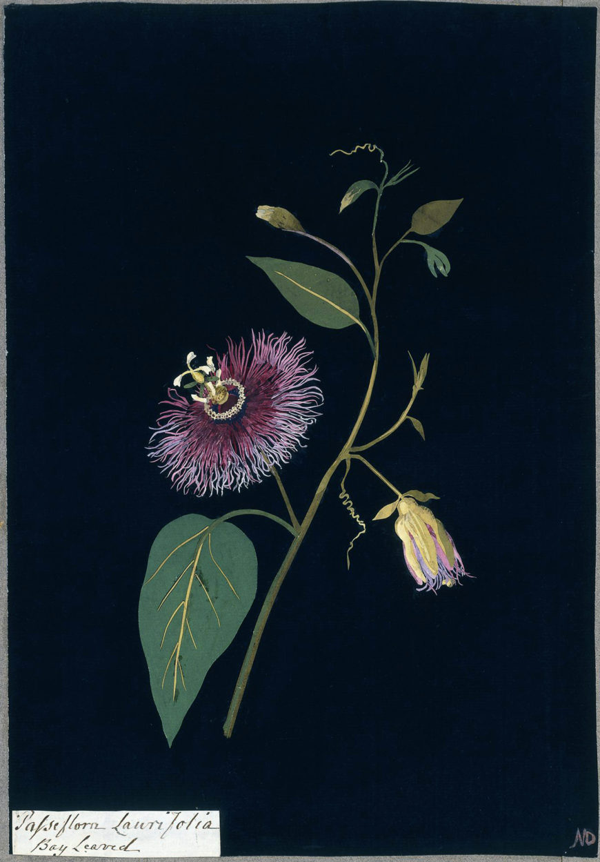 Mary Delany, Passiflora laurifolia: bay leaved, 1777, paper collage, England, 35.2 x 24.2 cm (© The Trustees of the British Museum)
