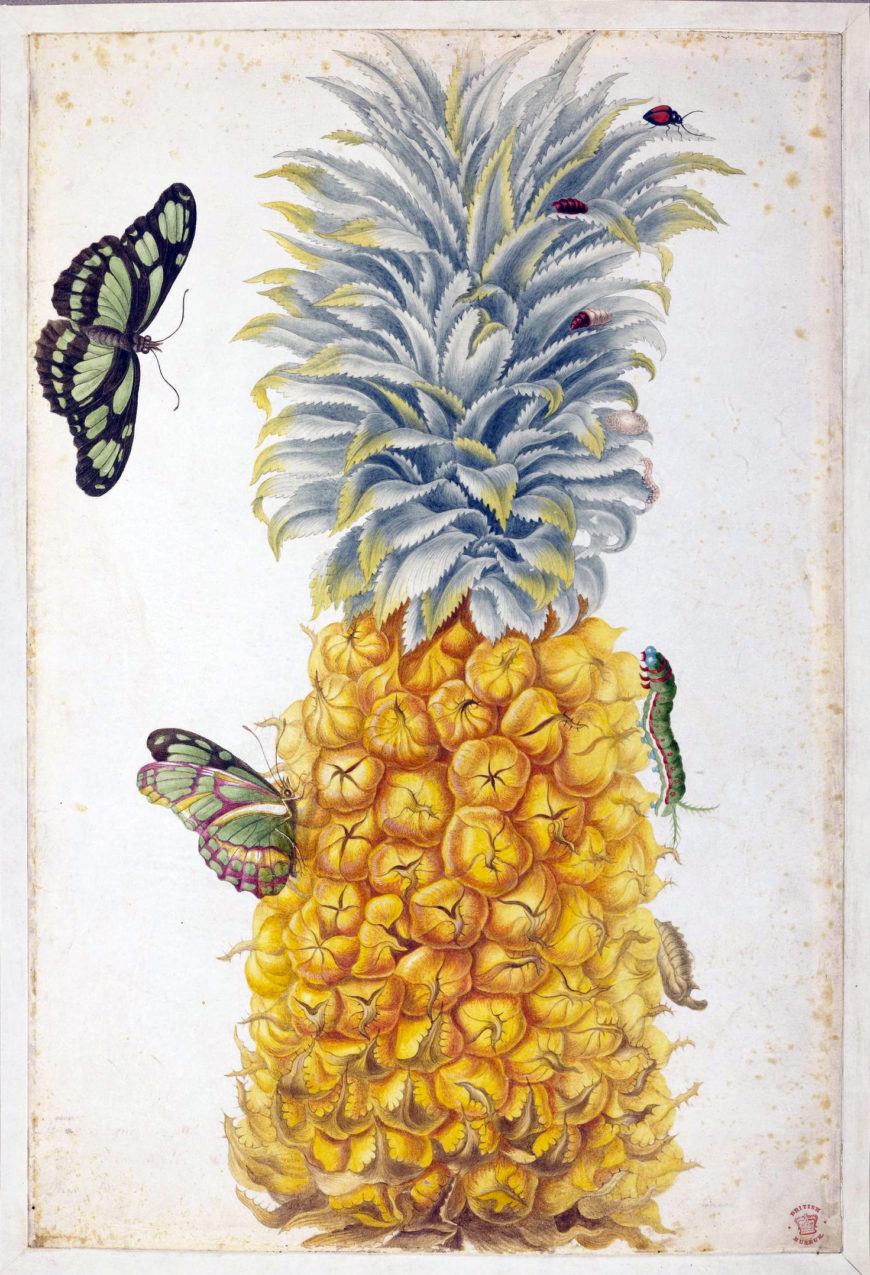 Maria Sibylla Merian, Pineapple with examples of a caterpillar, chrysalises, two butterflies and a beetle, depicting the life cycles of the insects, c. 1701–1705, from, "Merian's Drawings of Surinam Insects &c," watercolor and bodycolor on velum, 41.5.x 27.9 cm (© The Trustees of the British Museum)