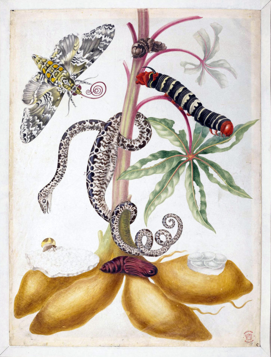 Maria Sibylla Merian, The life cycle of a moth, with a snake, c. 1701–1705, from, "Merian's Drawings of Surinam Insects &c," watercolor and bodycolor on velum, 38.1.x 28.5 cm (© The Trustees of the British Museum)