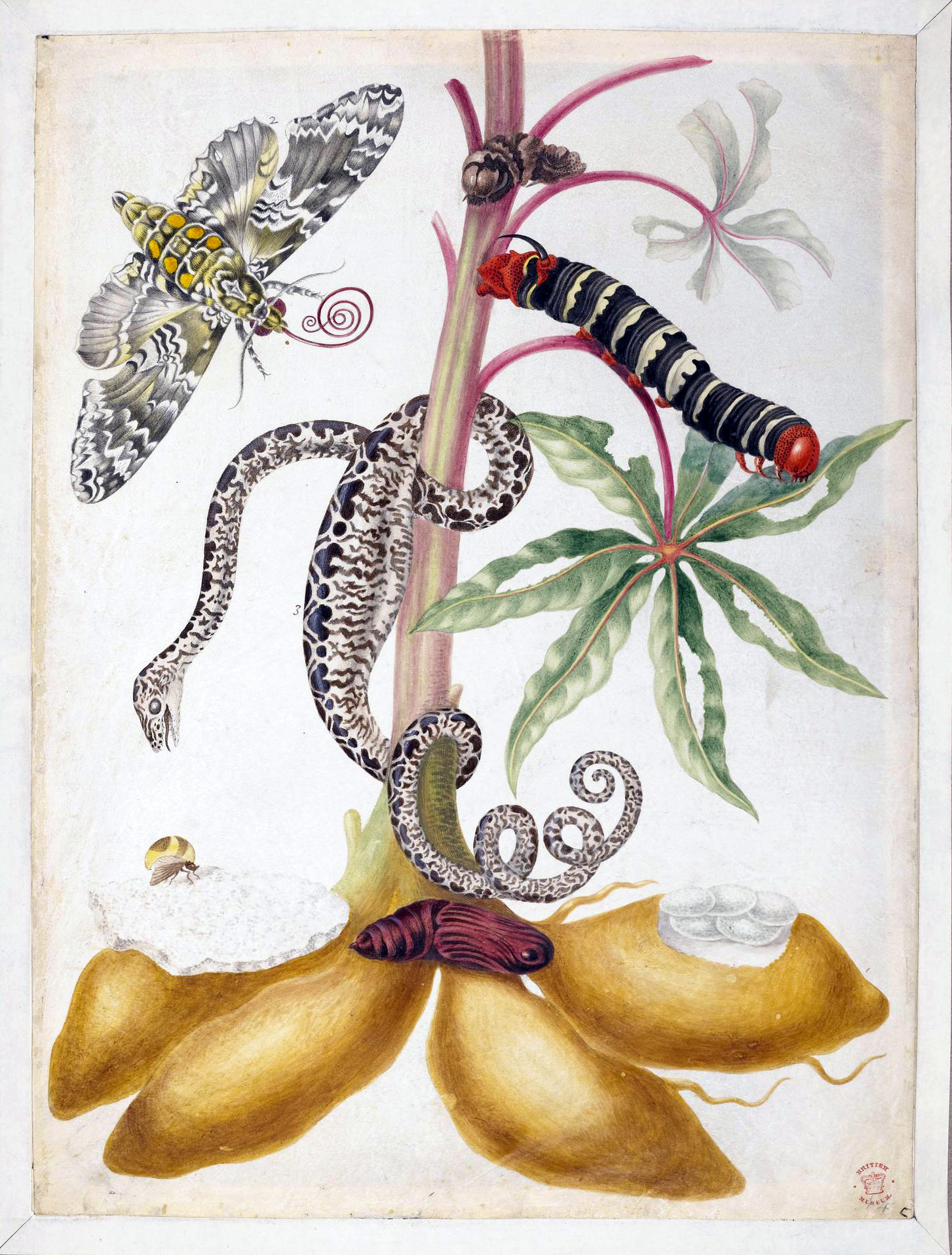 Maria Sibylla Merian, an introduction picture