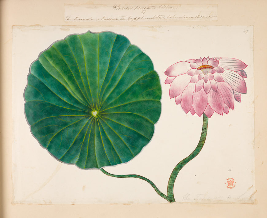 A botanical painting of the lotus flower (nelumbium speciosum) used in Temple worship as sacred to Lord Vishnu. Album of Drawings of Hindu Deities, early 19th century, watercolor on paper (The British Library)