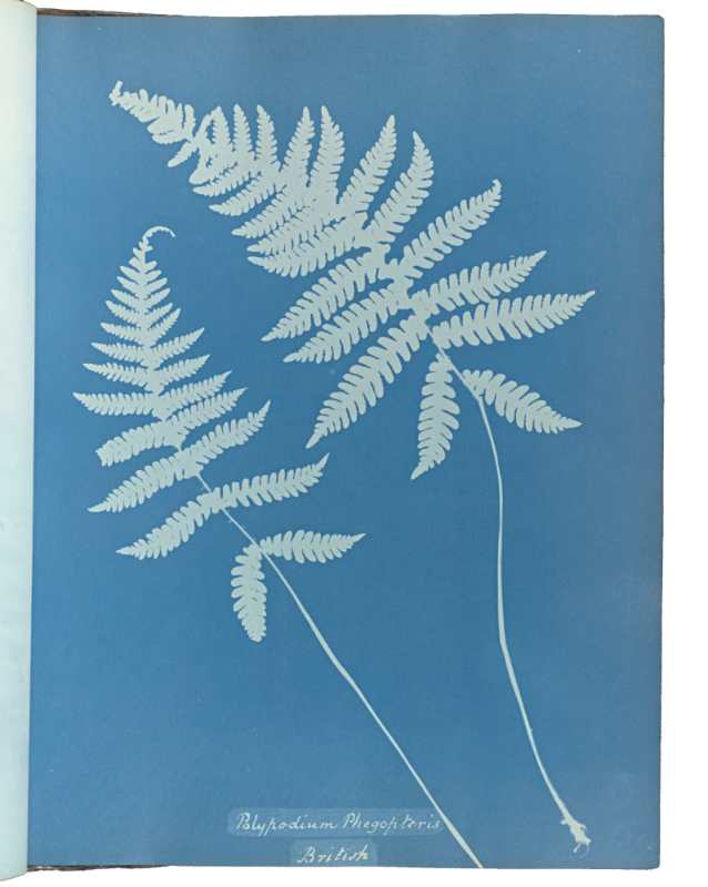 Anna Atkins and Anne Dixon, "Polypodium phegopteris," 1853, cyanotype (The J. Paul Getty Museum)