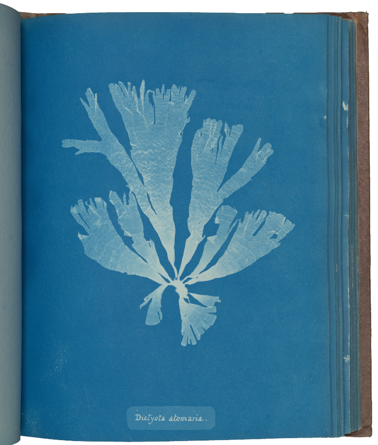 Anna Atkins, Dictyota atomaria, From Photographs of British Algae: Cyanotype Impressions, ca. 1853 (The Metropolitan Museum of Art)