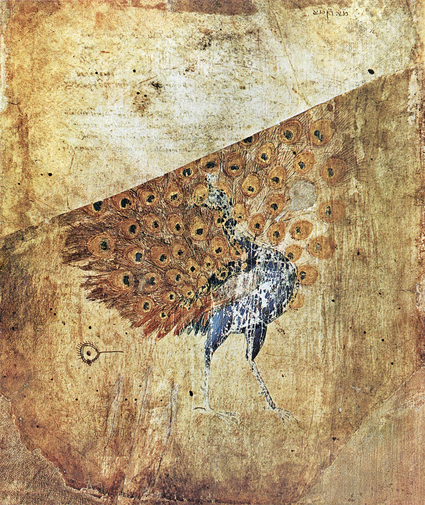 Peacock, Vienna Dioscurides, folio 1v.