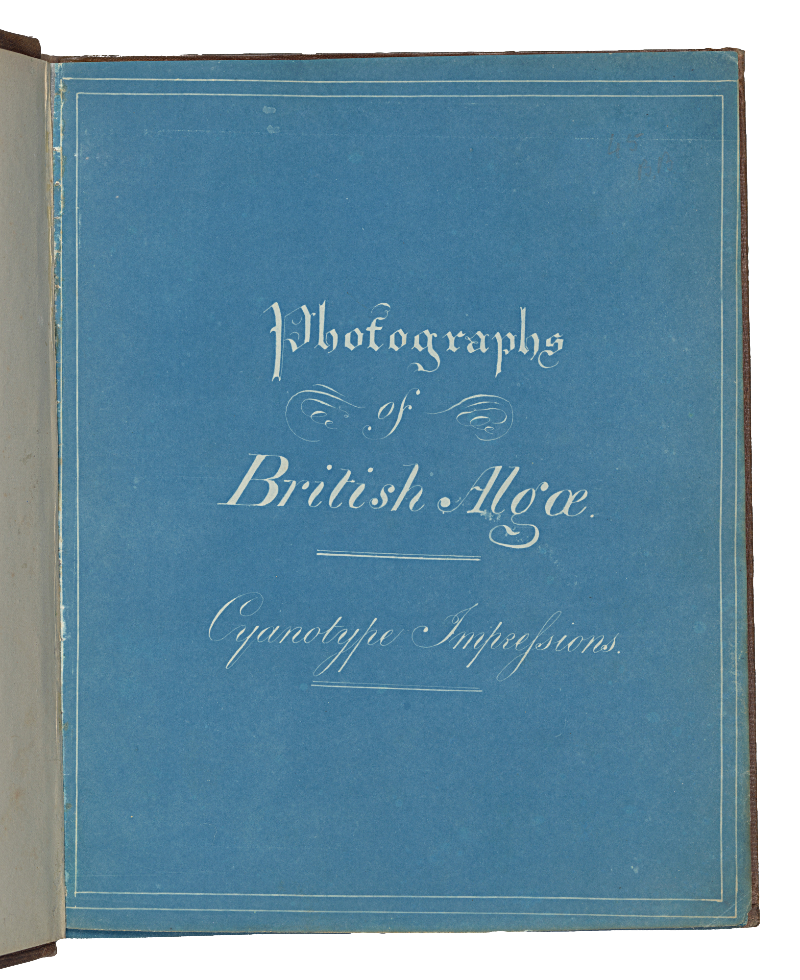 Anna Atkins, Photographs of British Algae: Cyanotype Impressions, ca. 1853, The Metropolitan Museum of Art