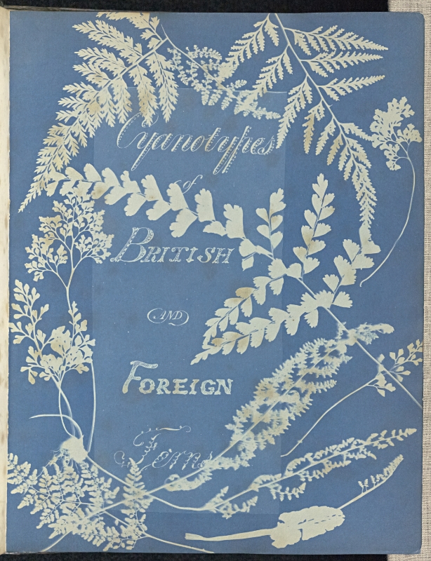 Anna Atkins,Cyanotypes of British and Foreign Ferns, 1853, Cyanotype, 25.4 × 19.4 cm (The J. Paul Getty Museum, Los Angeles)