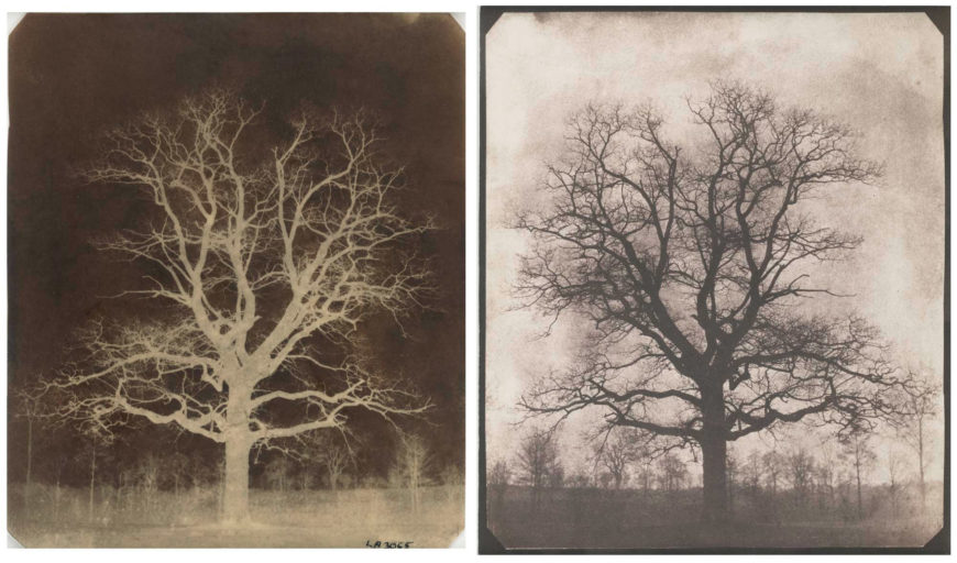 William Henry Fox Talbot, An Oak Tree in Winter, Lacock, c. 1842-43. Calotype negative on waxed paper (left) and salted paper print (right) (British Library)