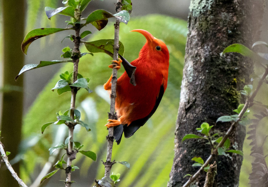 iʻiwi bird (photo: Marvin Kawano, Big Island Hawaiʻi, 2021)