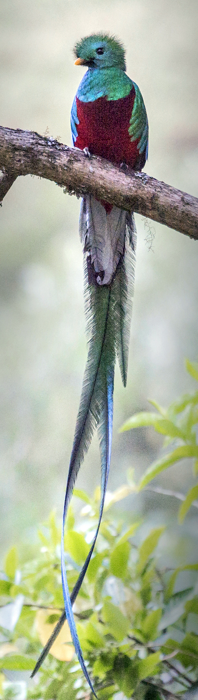 Quetzal (photo: Harleybroker, CC BY-SA 4.0)