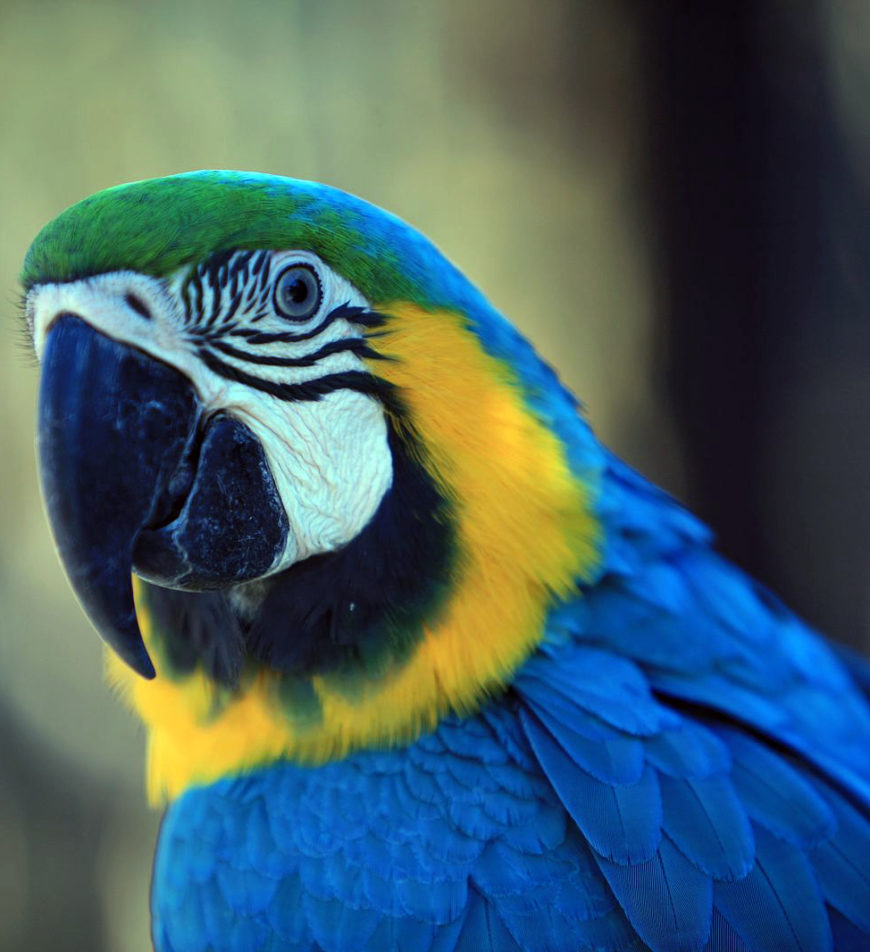 Blue and yellow macaw (Ara ararauna) (photo: Chris Morgan, CC BY-SA 2.0)