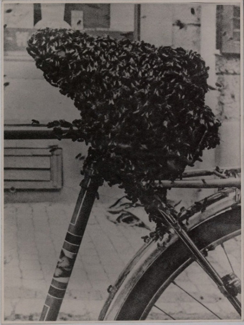 Meret Oppenheim, Bee-covered bicycle seat, found photograph, 1954
