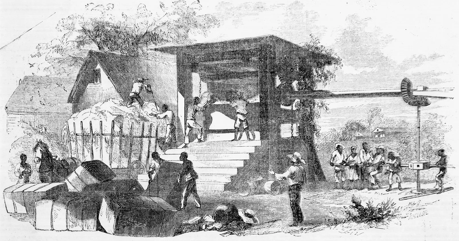 Cotton Pressing in Louisiana, Ballou's Pictorial Drawing-Room Companion, vol. X, no. 15 (April 12, 1856), p. 236. (Library of Congress)