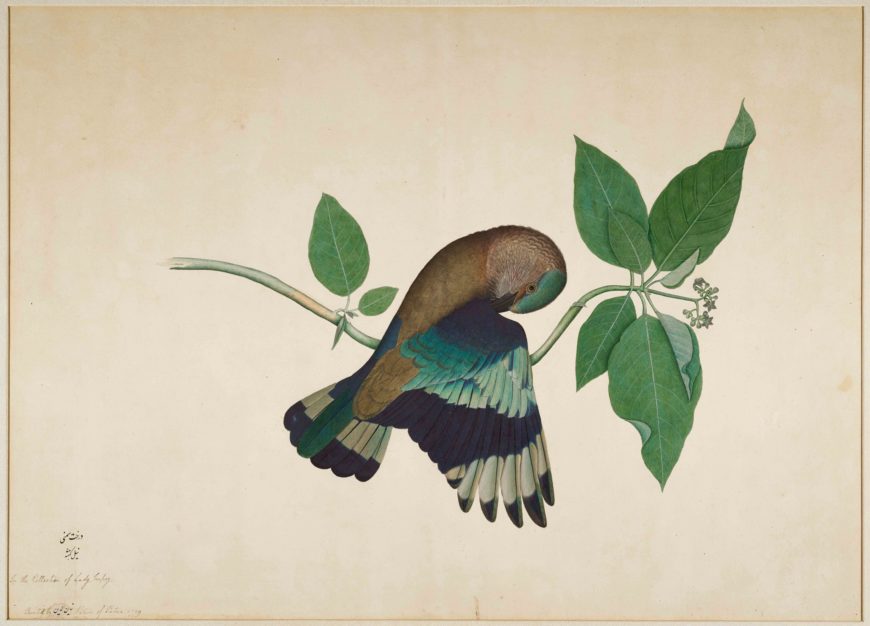 Sheikh Zain al-Din, Indian Roller on Sandalwood Branch, Calcutta, 1779. From a Series commissioned by Lady Impey. Opaque colors and ink on paper, 76.2 x 96.52 x 2.54 cm. Gift of Elizabeth and Willard Clark, Minneapolis Institute of Art