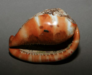 Imitation bullmouth shell, porcelain, Qing dynasty (The Palace Museum)