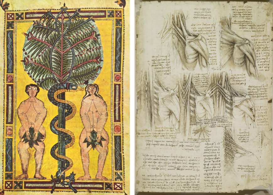 Left: The medieval approach to the human body can be seen in this manuscript illumination. Artist unknown, Adam and Eve from the Escorial Beatus, c. 950, tempera on parchment (Real Biblioteca de San Lorenzo de El Escorial; photo: Claveyrolas Michel); right: Leonardo da Vinci, A folio from Leonardo's Anatomical Manuscript A. The muscles of the upper spine, c.1510–11, back chalk, pen, and ink, wash, sheet of paper, 28.9 x 20.5 cm (Royal Collection, London)