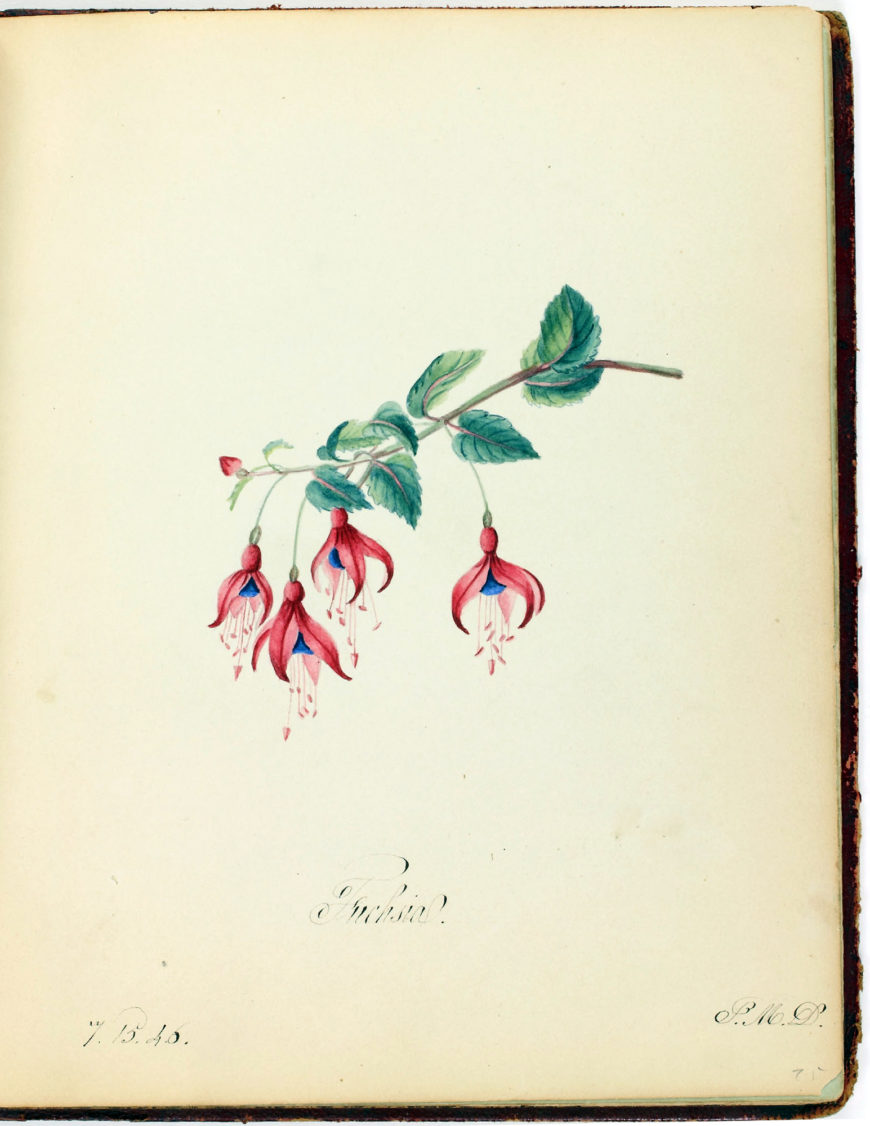 Sarah Mapps Douglass, "Fuchsia," in Friendship Album of Martina Dickerson, mid-19th century, watercolor (Library Company of Philadelphia) 
