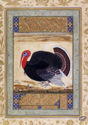 Mansur, Turkey cock, c. 1612, opaque watercolour and gold on paper (Victoria & Albert Museum, London,)