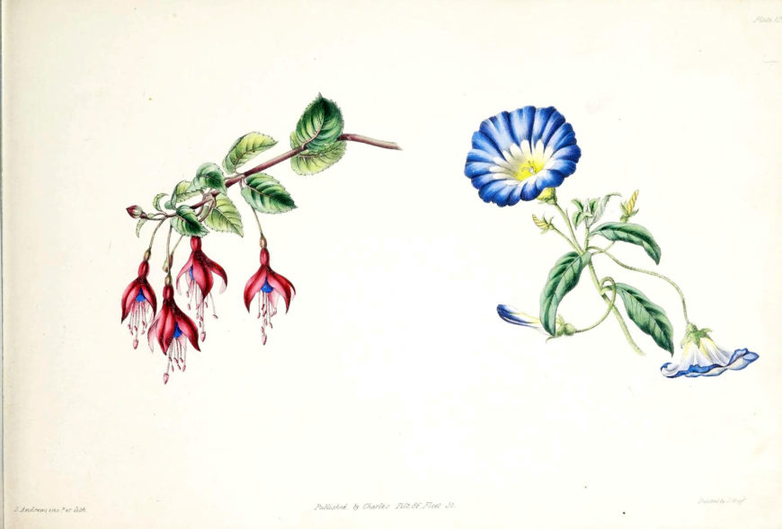 James Andrews, botanical illustration from Lessons in Flower Painting, Plate 12 (London: Charles Tilt, 1836) (Getty Research Institute) 