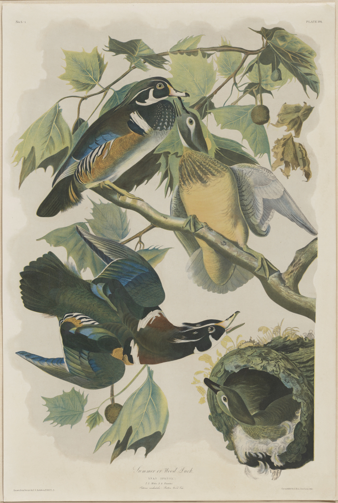 Julius Bien after John James Audubon, "Summer, or Wood Duck" from Birds of America, 1860, chromolithograph, 101.6 x 66.04 cm (Portland Art Museum)