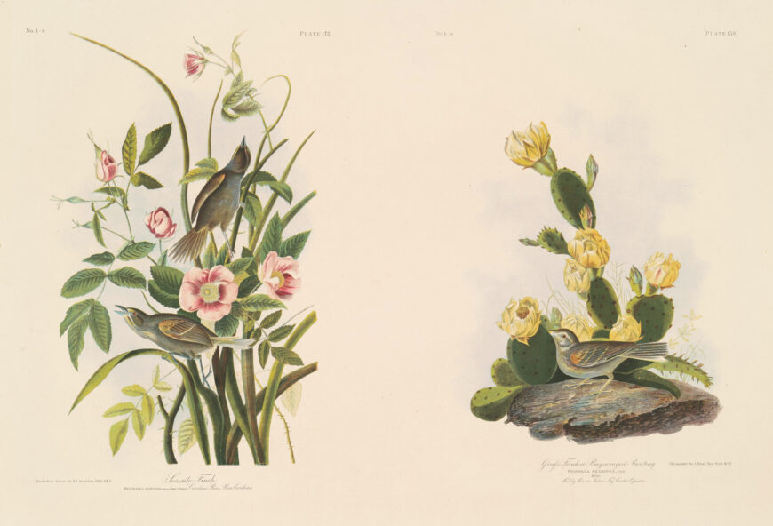 Julius Bien after John James Audubon, "Seaside Finch; and Grafs Finch or Bay-Winged Bunting" from Birds of America, 1858, chromolithograph, 68.9 x 101.6 cm (National Gallery of Art, Washington, D.C.)