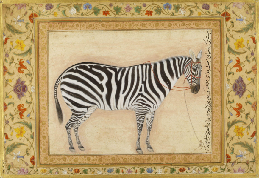 Mansur, Zebra, 1621, opaque watercolor and gold on paper, 18.3 x 24 cm (Victoria and Albert Museum, London)