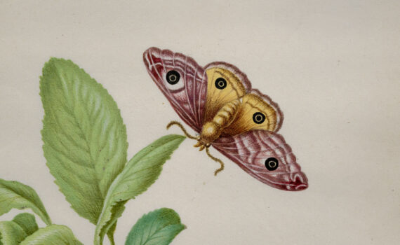 Maria Sybilla Merian’s <i>Metamorphosis of a Small Emperor Moth on a Damson Plum</i><br>Getty Conversations