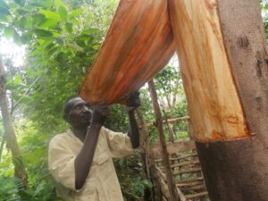 Final peeling off the bark skin from a tree for treatment in hot water, 2017 (photo: Joyce Nanjobe Kawooya, CC BY-NC-SA 4.0)