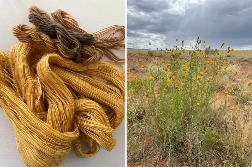 Left: Natural color yarn dyed, 2022 (photo: DY Begay) © DY Begay; right: Navajo tea plant (Ch’ilgohwehih), Tsélaní, 2022 (photo: DY Begay) © DY Begay