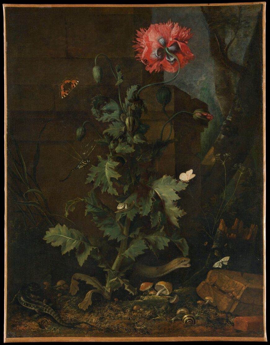 Otto Marseus van Schrieck, Still Life with Poppy, Insects, and Reptiles, c. 1670, oil on canvas, 68.3 x 52.7 cm (The Metropolitan Museum of Art, New York)