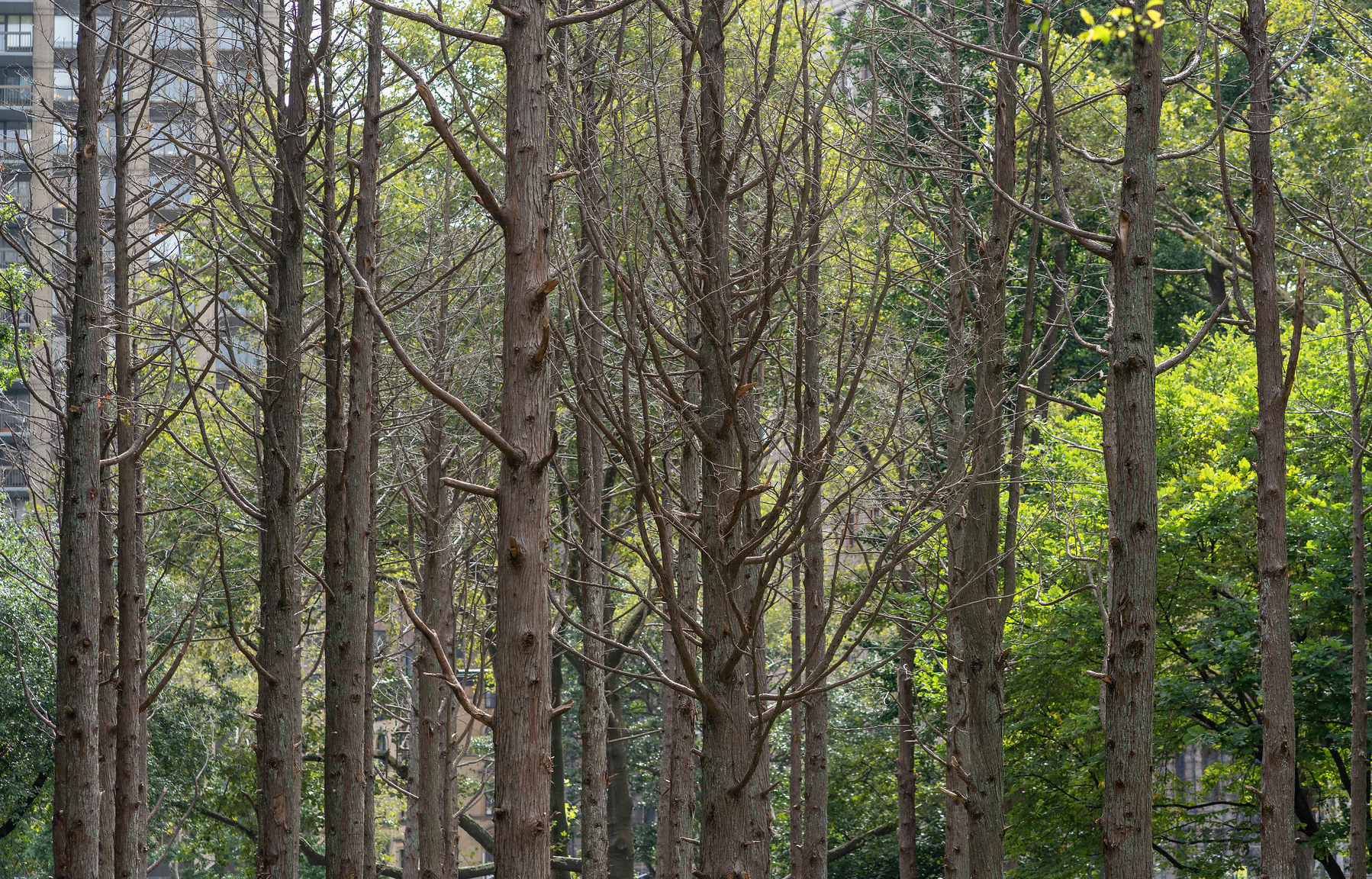 2021<br>Maya Lin, <em>Ghost Forest</em>